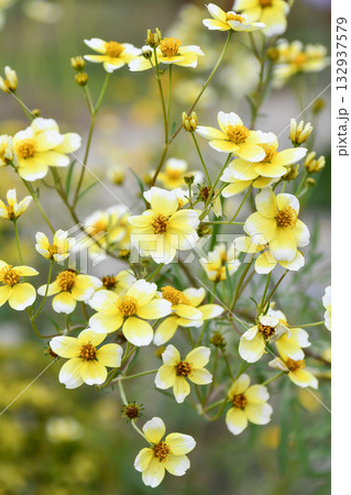 ビデンス「イエローキューピッド」　Bidens 'Yellow Cupid' 132937579