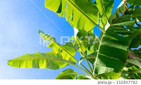 Top of a banana tree shows off the vibrant colors of its green leaves. Ground cover of the trees planted in the garden is planted outdoors. Under clear blue sky. 132937782