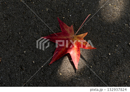 地面に落ちたモミジバフウの葉と光 132937824