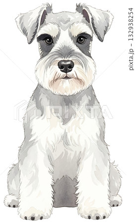 お座りしているミニチュアシュナウザー 132938254
