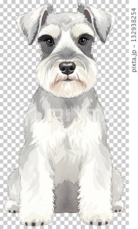 お座りしているミニチュアシュナウザー 132938254