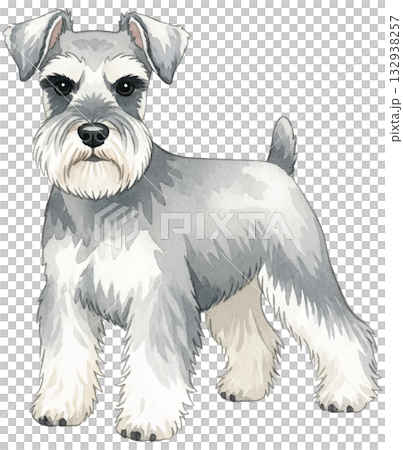  迷你雪納瑞犬 132938257