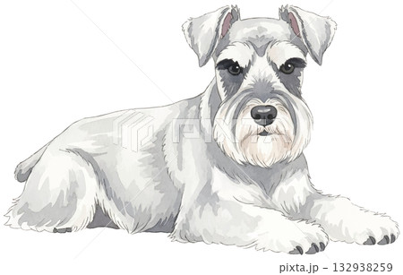 伏せをするミニチュアシュナウザー 伏せをするミニチュアシュナウザー 132938259