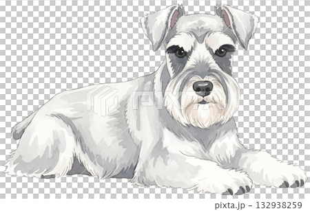 伏せをするミニチュアシュナウザー 伏せをするミニチュアシュナウザー 132938259