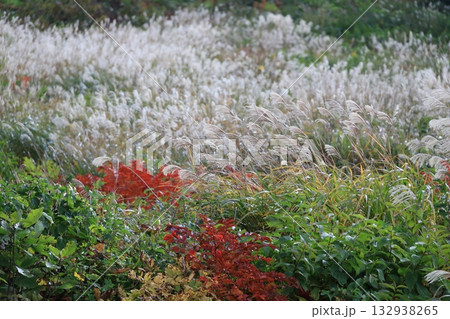 ススキ ススキ 132938265