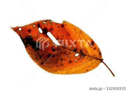 紅葉した桜の葉の透過光撮影 132938335