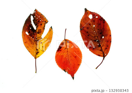 紅葉した桜の葉の透過光撮影 132938343