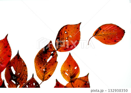 紅葉した桜の葉の透過光撮影 132938350