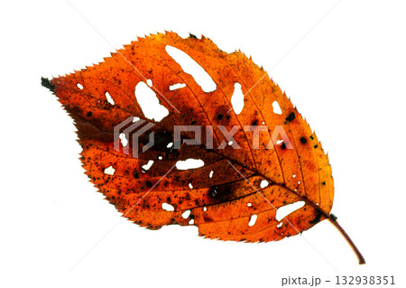 紅葉した桜の葉の透過光撮影 紅葉した桜の葉の透過光撮影 132938351