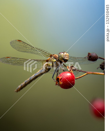 Dragonfly perched on red berry with blurred green-blue background 132938485