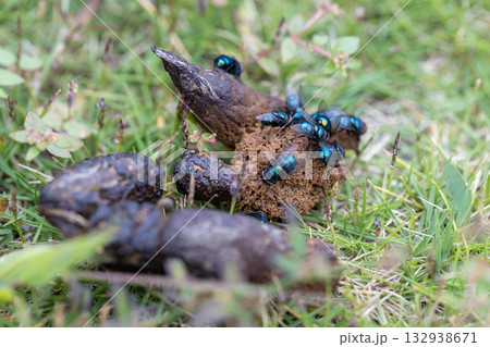 野良猫の糞に集まった蝿　キンバエ　銀バエ 132938671