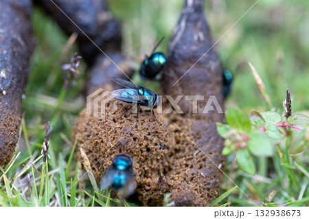 野良猫の糞に集まった蝿　キンバエ　銀バエ 132938673