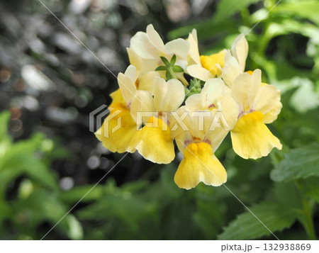 黄色いネメシアの花 132938869