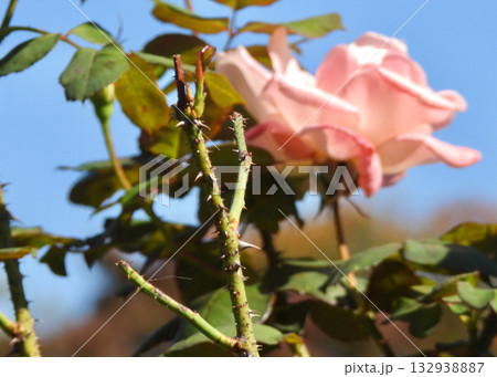 バラのトゲ バラのトゲ 132938887