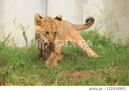 根を咥えて走るライオンの子 132938903