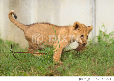根を咥えて走るライオンの子 132938904