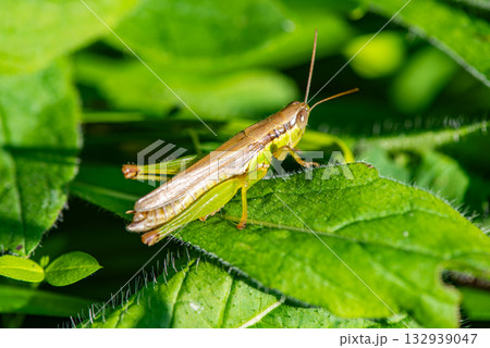 葉にとまるコバネイナゴ 132939047