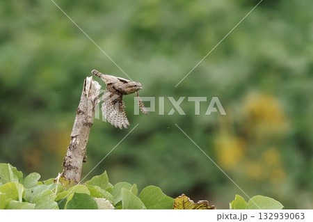 止まり木から飛び出すアリスイ 止まり木から飛び出すアリスイ 132939063