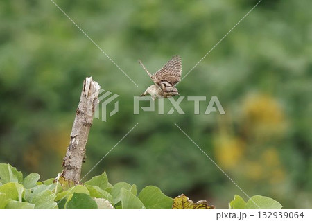 止まり木から飛び出すアリスイ 132939064