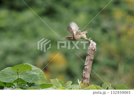 止まり木から飛び出すアリスイ 132939065