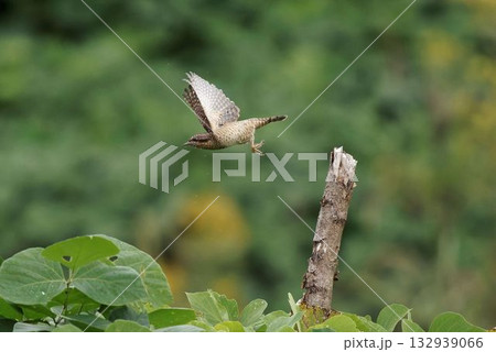 止まり木から飛び出すアリスイ 132939066