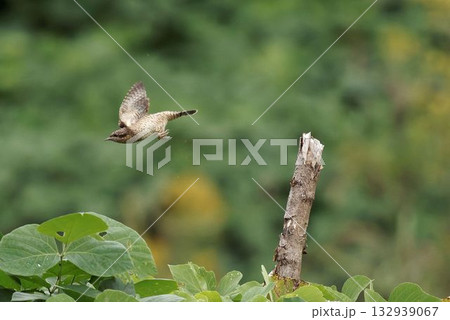 止まり木から飛び出すアリスイ 132939067