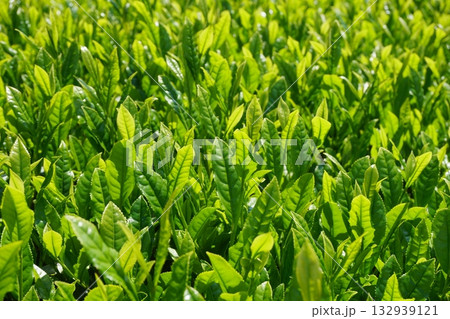 春の日差しを浴びて緑輝く日本茶の新芽 Ver2 春の日差しを浴びて緑輝く日本茶の新芽 Ver2 132939121