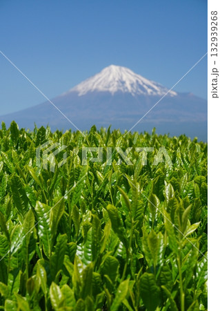 快晴の青空と富士山を背景に春の日差しを浴びて緑輝く日本茶の新芽　Ver2 132939268