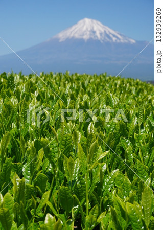 快晴の青空と富士山を背景に春の日差しを浴びて緑輝く日本茶の新芽　Ver3 132939269