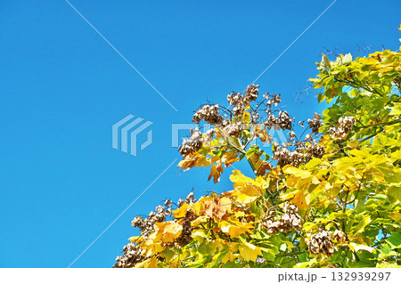 紅葉が始まったアオギリの葉（秋、十一月） 132939297