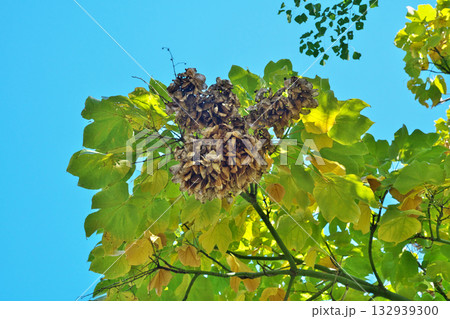 茶色いアオギリの実（秋、十一月） 132939300