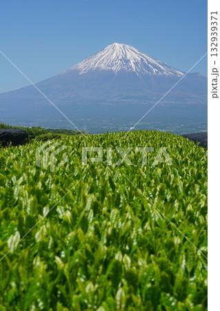 緑輝く日本茶の新芽を前景にした静岡県から見た富士山の風景 Ver1 緑輝く日本茶の新芽を前景にした静岡県から見た富士山の風景 Ver1 132939371