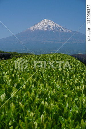緑輝く日本茶の新芽を前景にした静岡県から見た富士山の風景　Ver2　 132939372