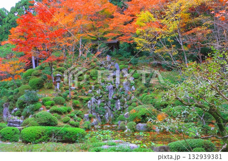秋の金剛輪寺(明寿院庭園・滋賀県愛荘町) 秋の金剛輪寺(明寿院庭園・滋賀県愛荘町) 132939381