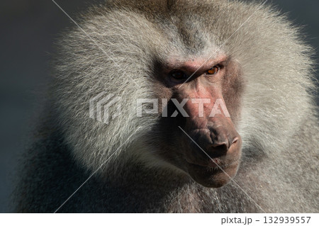 Baboon Portrait Zoo Animal Closeup. A hamadryas baboon stares intensely at the camera, its long, gray fur and prominent snout visible. 132939557