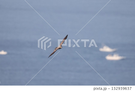 海上を渡るサシバの成鳥 132939637