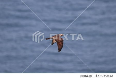 海上を渡るサシバの幼鳥 海上を渡るサシバの幼鳥 132939638