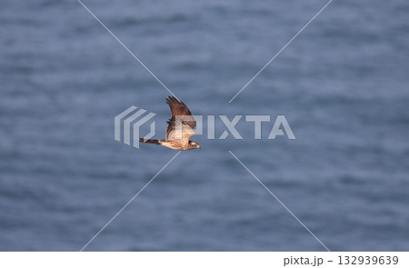 海上を渡るサシバの幼鳥 海上を渡るサシバの幼鳥 132939639