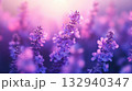 Lavender flowers blooming in the garden. Nature background. 132940347