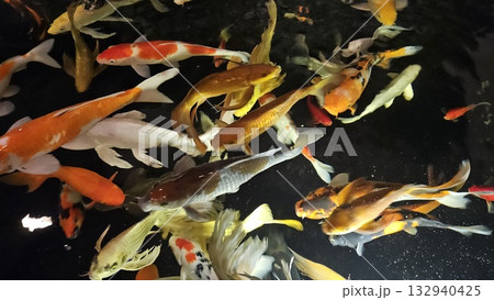 This is koi fish on a pond. This is koi fish on a pond. 132940425