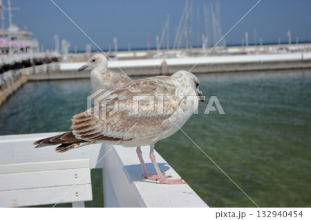 Close-up of seagull on white railing above green sea water in Sopot Close-up of seagull on white railing above green sea water in Sopot 132940454