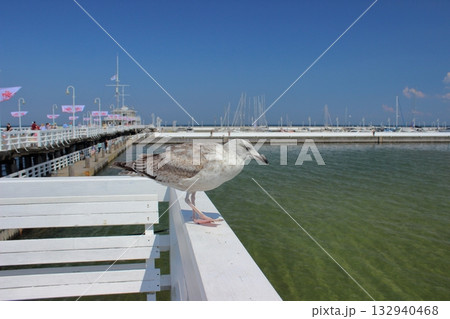 Seagull standing on white railing at Sopot pier on sunny day 132940468