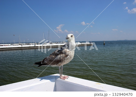 Seagull perched on white railing with marina and sea in background Seagull perched on white railing with marina and sea in background 132940470