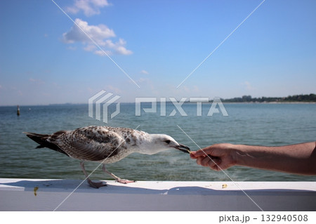 Seagull approaching human hand for food on Sopot pier 132940508