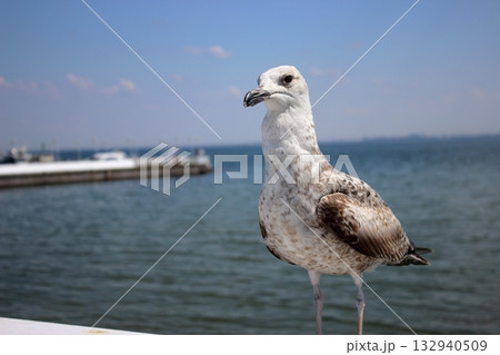 Close-up of seagull against Baltic Sea horizon in Sopot Close-up of seagull against Baltic Sea horizon in Sopot 132940509