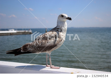 Seagull on white railing at Sopot pier on sunny summer day 132940534