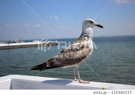 Seagull on white railing at Sopot pier on sunny summer day 132940537