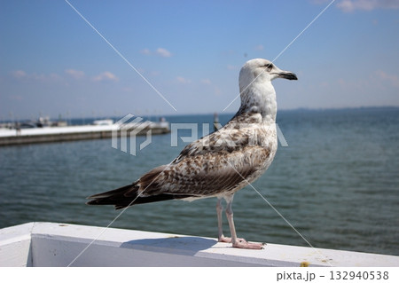 Seagull on white railing at Sopot pier on sunny summer day 132940538