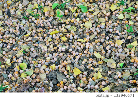 木の下に落下したイチョウの実（秋、十一月） 132940571