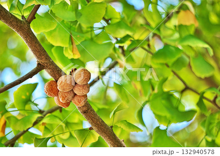 オレンジ色のイチョウの実（秋、十一月） 132940578